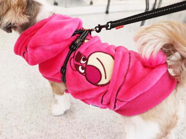 モデル犬の里帰り♪～まるちゃん～